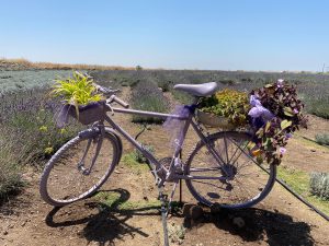 שדות לבנדר בישראל בדרום רמת הגולן