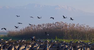 אגמון החולה